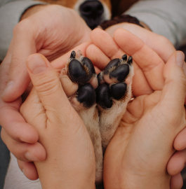 Leaving a Legacy: Create a Lasting Paw Print for Future Generations Leaving a Legacy: Create a Lasting Paw Print for Future Generations