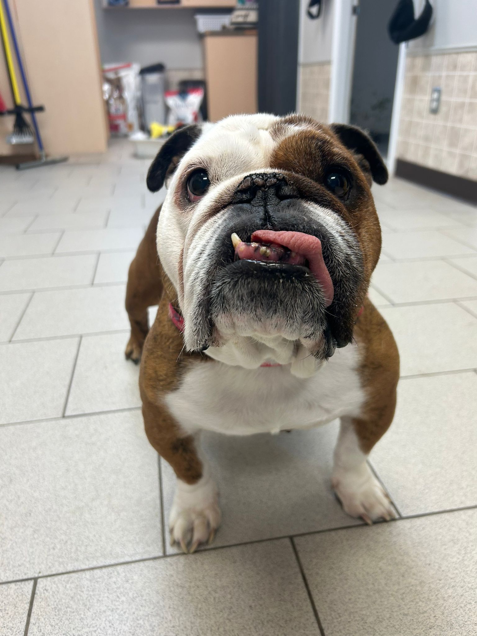 Bailey the Bulldog
