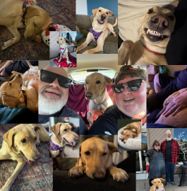 Ava Finds Her Forever Home with The Vine: A Heartfelt LAWS Adoption Story Ava Finds Her Forever Home with The Vine: A Heartfelt LAWS Adoption Story