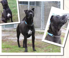 Helping Rory Find a Home – Featured in Peterborough Weekly Helping Rory Find a Home – Featured in Peterborough Weekly