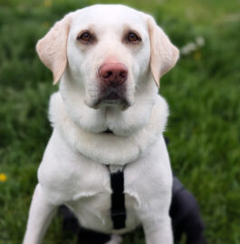 Love in Bloom Raffle Supports Sophie’s Journey