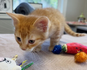 Snake the kitten